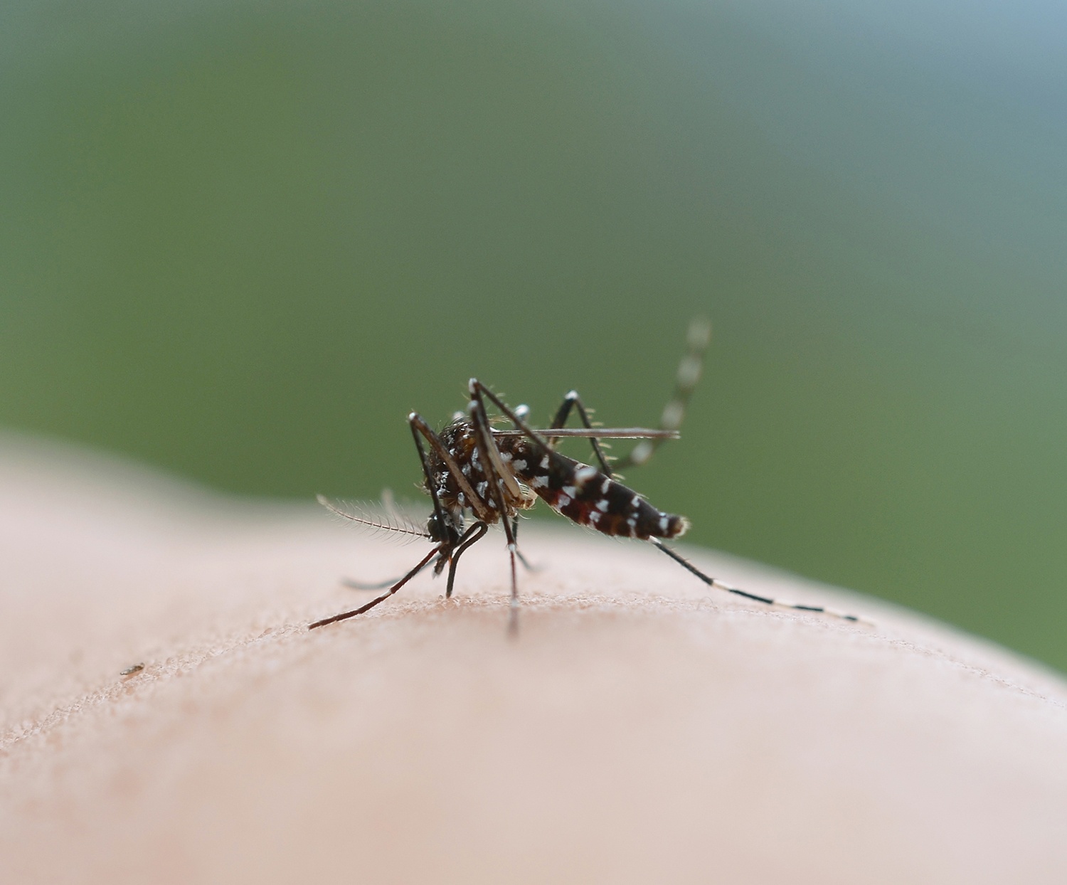 Es posible luchar contra el virus del Zika