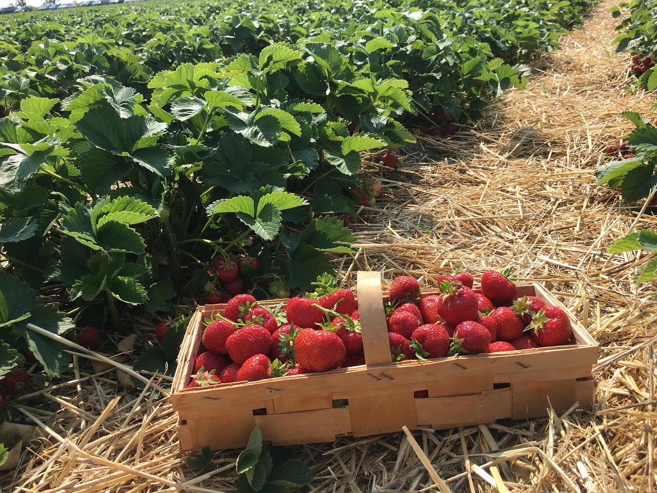 strawberries-1482236_1280