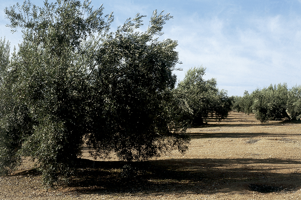 olivo-kenogard