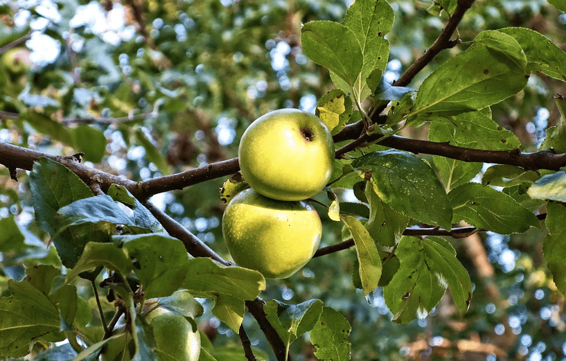 manzano verde kenogard