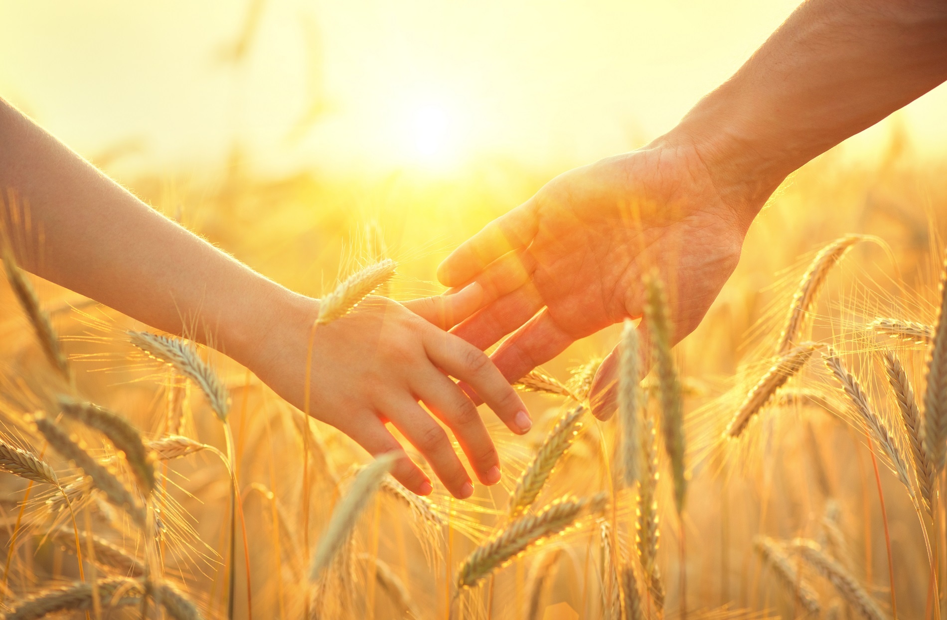 Couple taking hands and walking on golden wheat field over beaut
