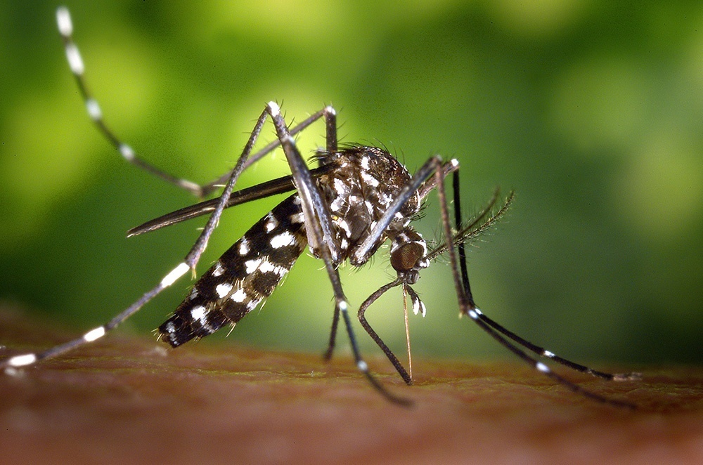 Female-aedes-albopictus-mosquito-feeding-on-a-human-host