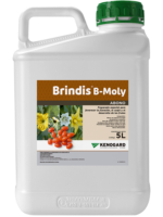 BrindisB_Moly_5L1000