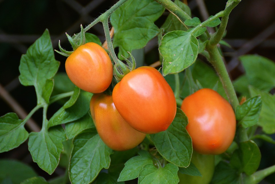 Tomatoes-prolectus