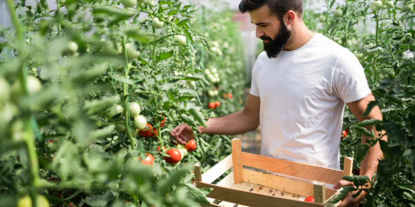 tomates-invernadero