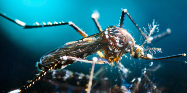 Aedes Albopictus (Tiger mosquito)