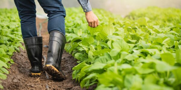 Farmers are walking around to see the growing vegetable gardens.