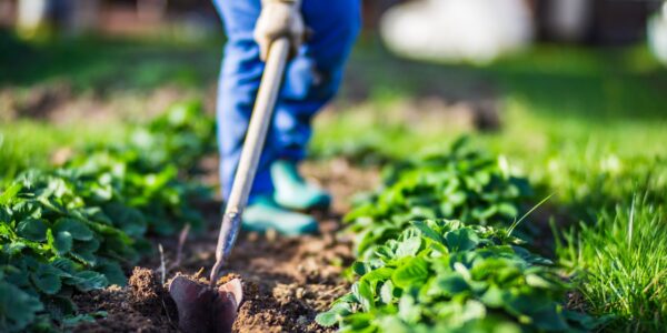 Farmer cultivating land in the garden with hand tools. Soil loosening. Gardening concept. Agricultural work on the plantation