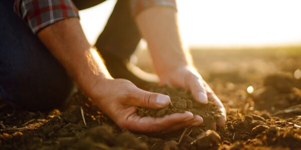 Expert hand of farmer checking soil health before growth a seed