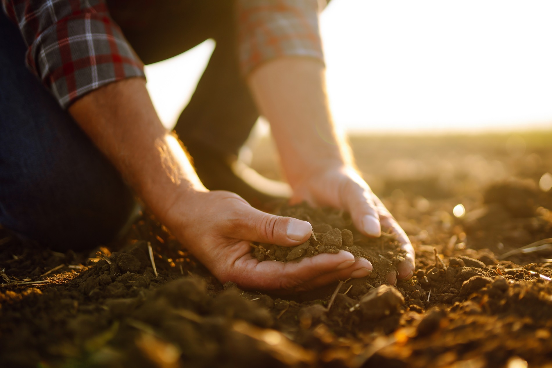 Expert hand of farmer checking soil health before growth a seed