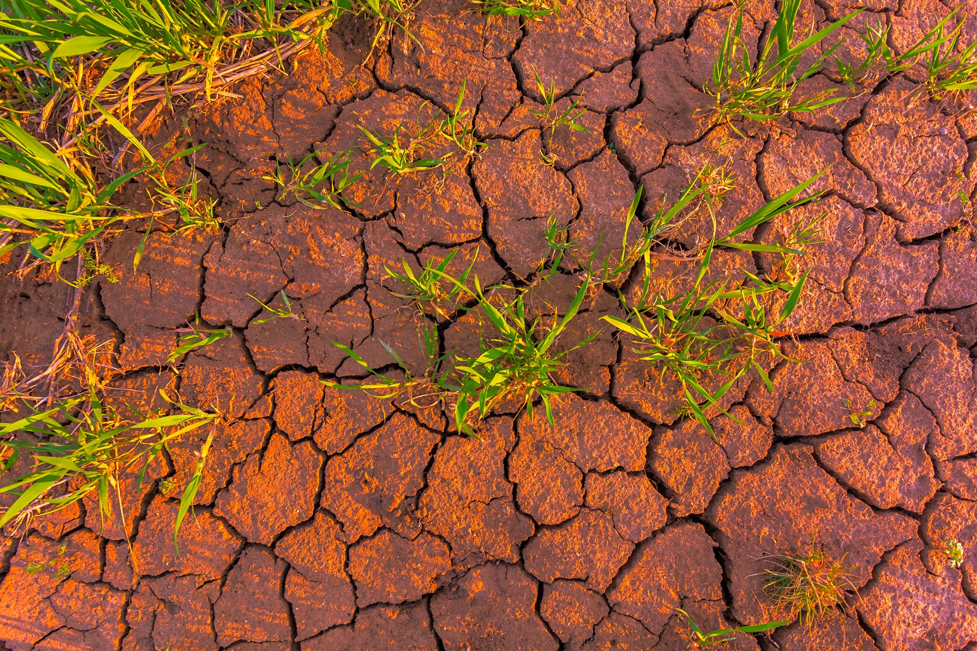 ¿Qué puedes hacer para reducir la compactación superficial del suelo agrícola?
