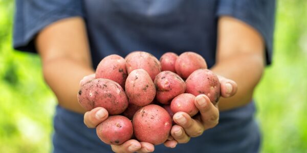 Harvest red potatoes in hands of woman farmer