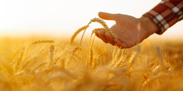 Wheat quality check. Farmer with ears of wheat in a wheat field.