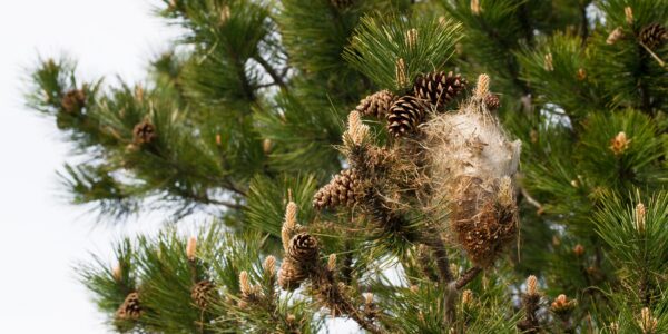 Cocoon nest of pine processionary caterpillars in a pine tree