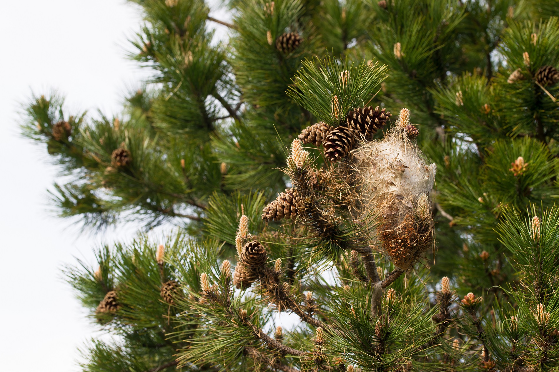 Cocoon nest of pine processionary caterpillars in a pine tree