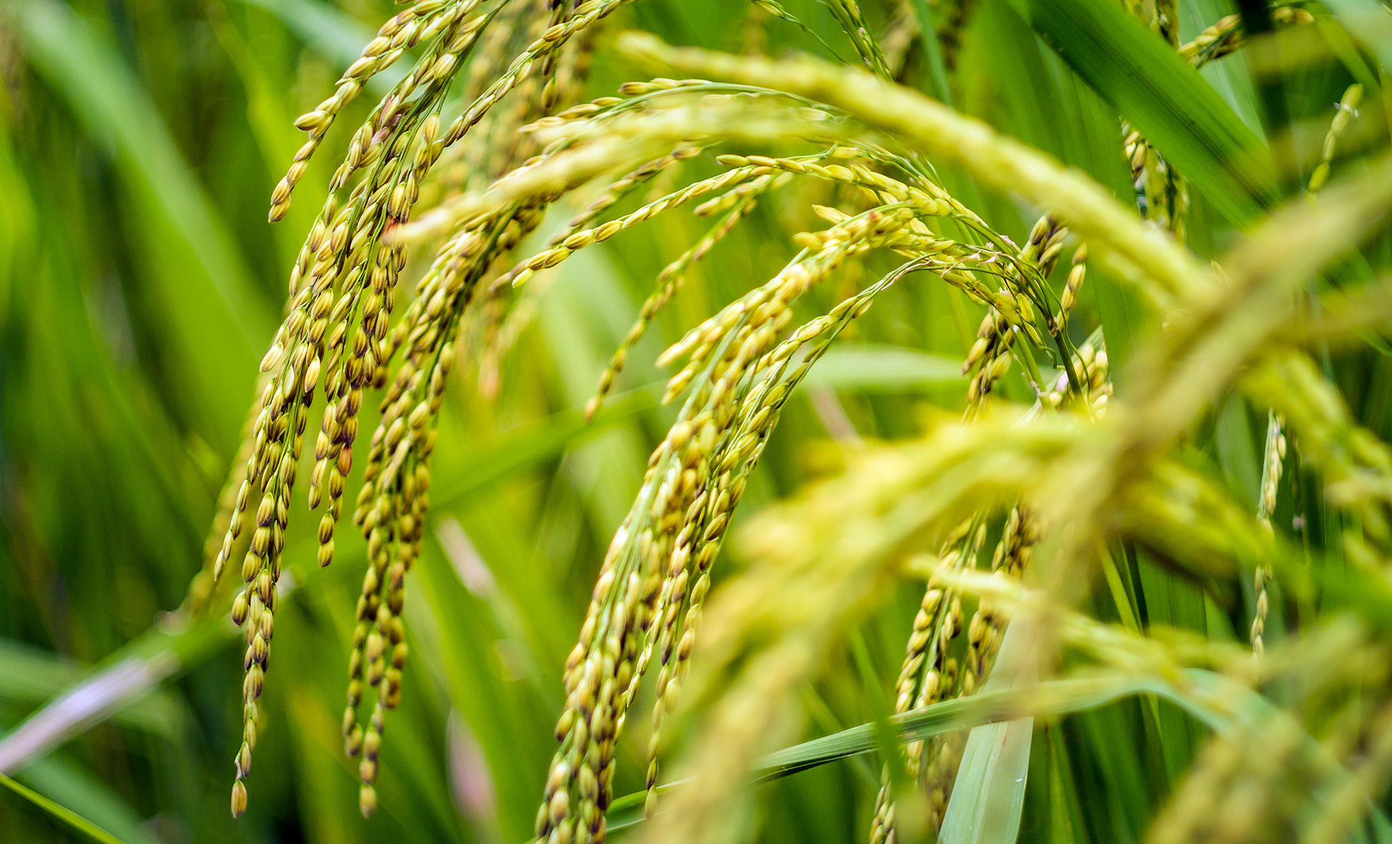 Los beneficios de InGrain®. El bioestimulante para arroz