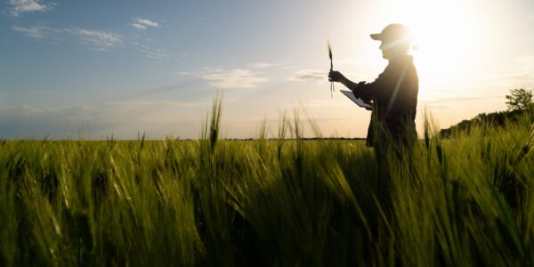 Farmer with digital tablet on a rye field. Smart farming and dig